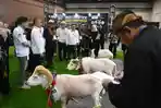 Indo Livestock 2026 Dibuka, 600 Peserta dari 30 Negara Hadir