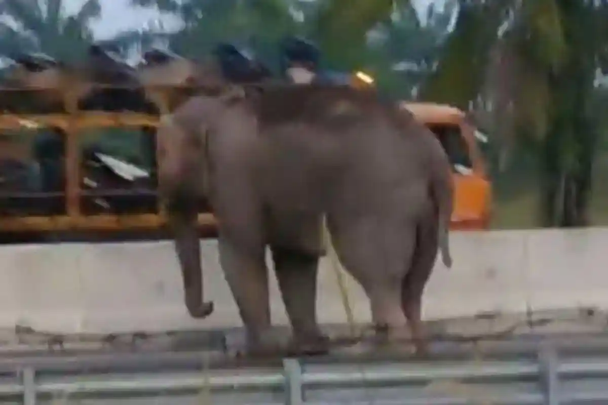 VIRAL VIDEO Gajah Liar Melintas di Jalan Tol setelah Jebol Pagar Beton Setinggi 2,4 Meter