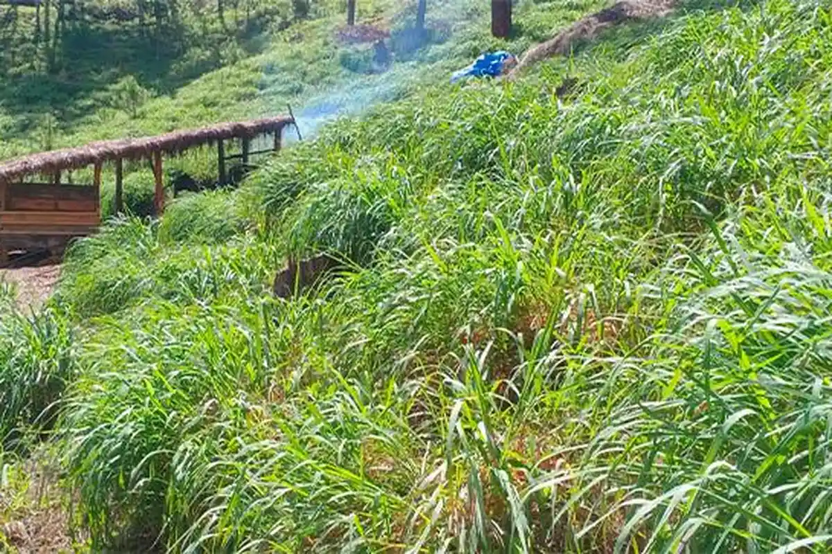 Harga Minyak Serai Wangi di Gayo Lues Meningkat, Tembus Rp 330 Ribu per Kilogram