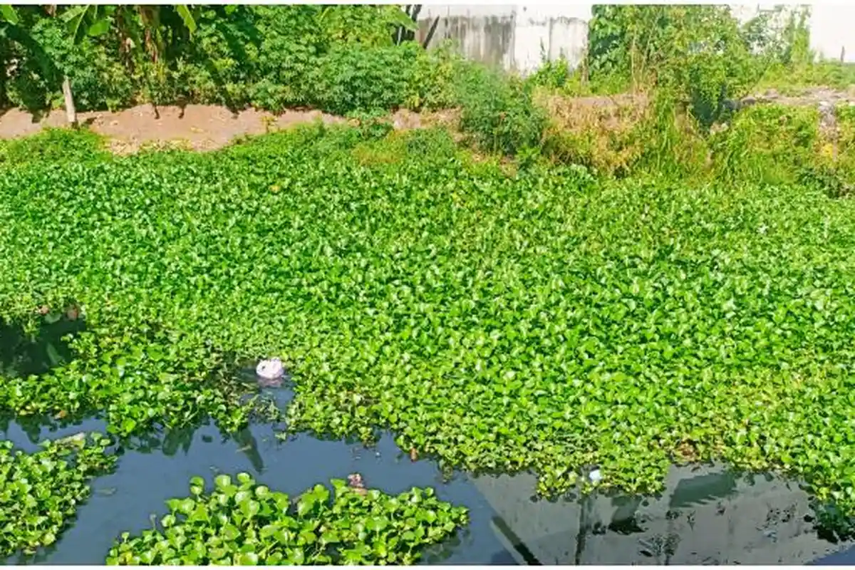 Warga Keluhkan Invasi Eceng Gondok di Sungai Daya, Pemicu Banjir