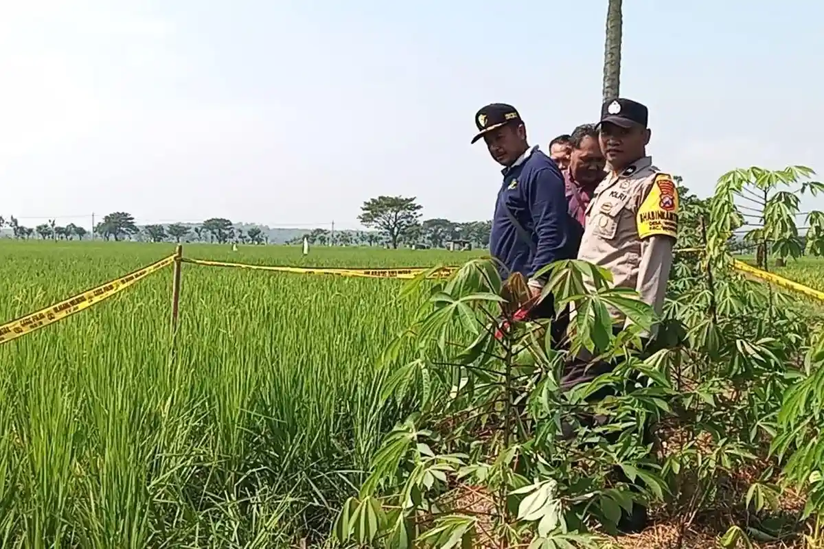Update Kasus Kakek Tewas Tersengat Listrik Jebakan Tikus, Polisi Madiun Periksa Pemilik Sawah