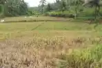 Sawah-di-Pangandaran-diserang-hama-wereng_2812023.jpg