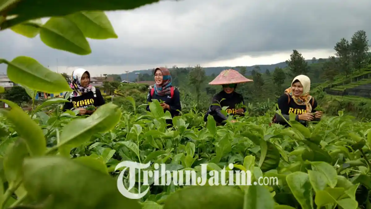 Kampung Bunga dan Kebuh Teh Jadi Andalan Baru Wisata di Probolinggo