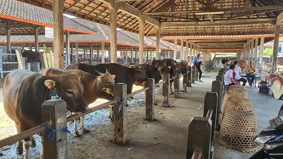 Was-was PMK, Dinas Pertanian & Pangan Badung Gencarkan Vaksin, Pembeli Keluhkan Sapi Belum Eartag!