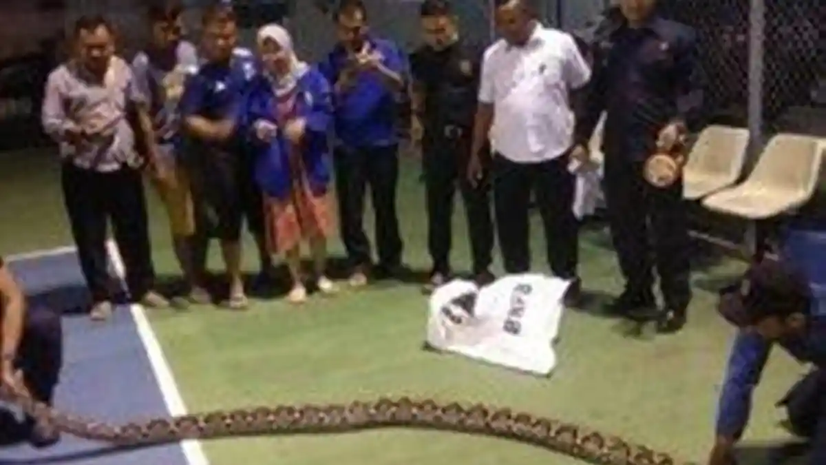 Ular Piton Sepanjang 5 Meter Ditemukan di Kantor Pegadaian Semarang