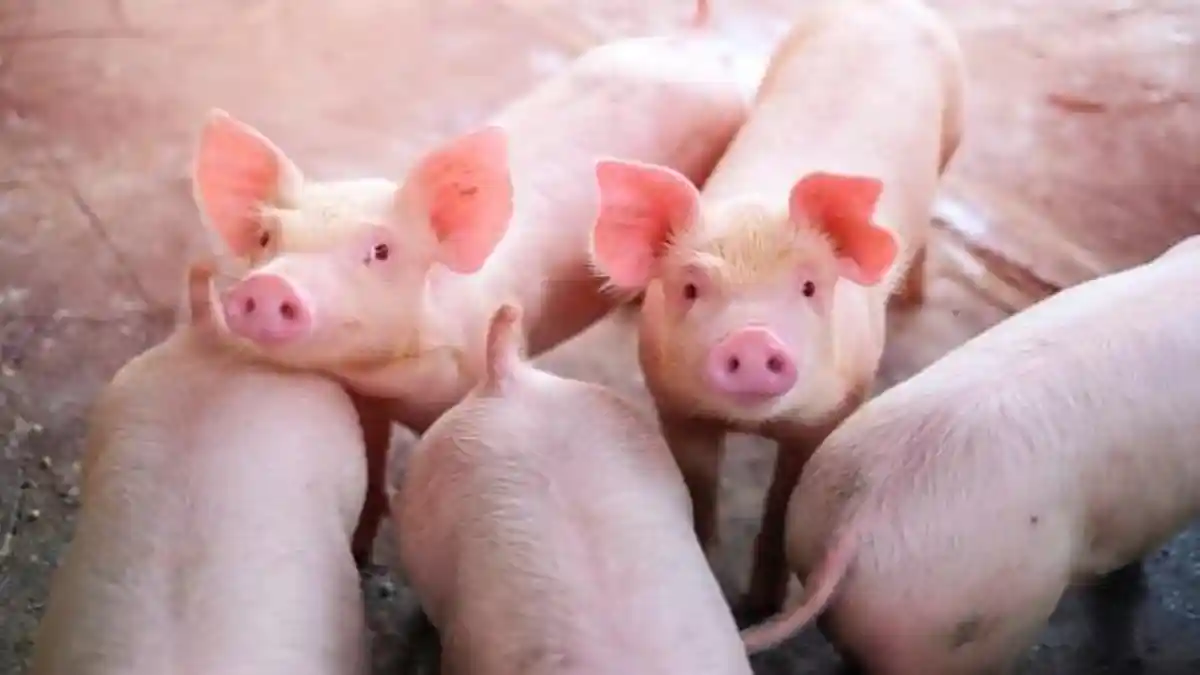 Muncul Flu Babi Jenis Baru di China yang Berpotensi Menjadi Wabah