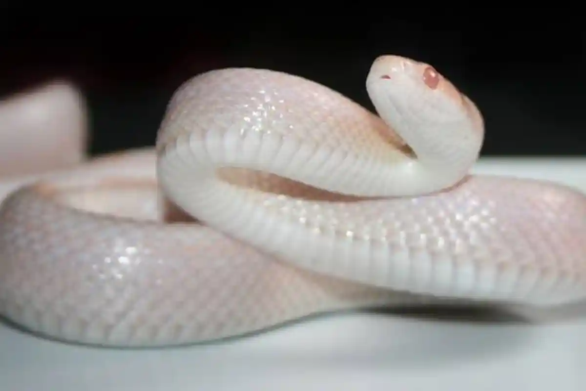 Arti Mimpi Ular Putih Pertanda Tentang Kondisi Ekonomi? Ini 6 Tafsirnya Menurut Primbon Jawa