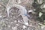 Buaya-Berukuran-dua-meter-ditan.jpg