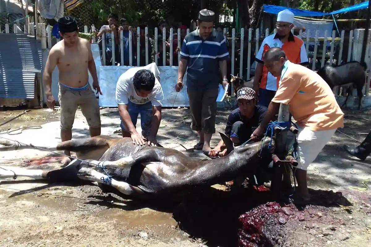 Al Markaz Kurban 36 Ekor Sapi, Lebih Sedikit dari Tahun Lalu
