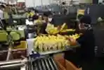 Aktivitas Produksi PT Softex Indonesia di Pabrik Sidoarjo