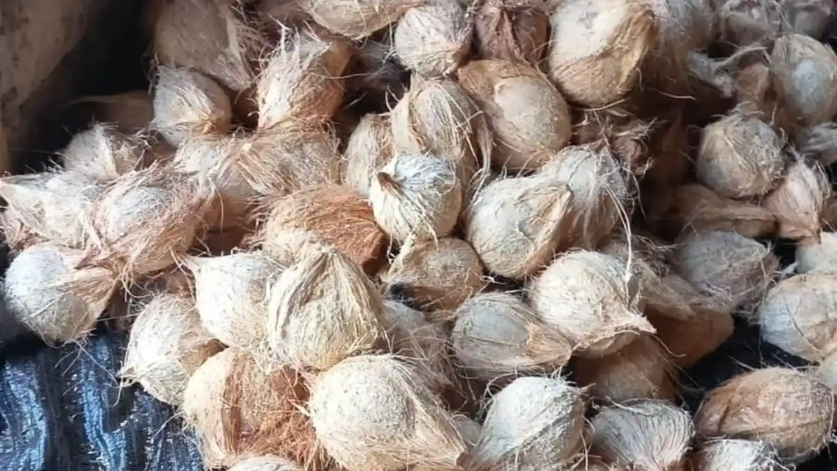 Alami Kelangkaan, Harga Kelapa di Mesuji Lampung Melambung Tinggi