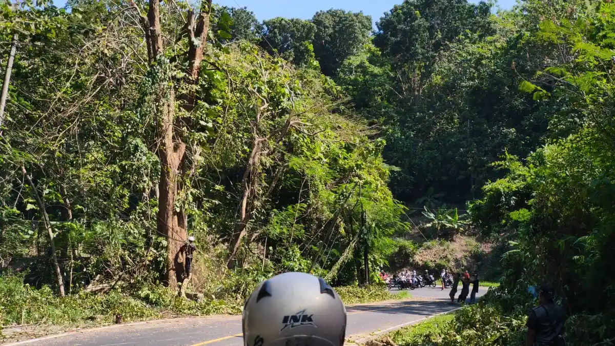 Pemangkasan Pohon di Kalipucang Pangandaran Bikin Listrik Mati, Warga Mengeluh