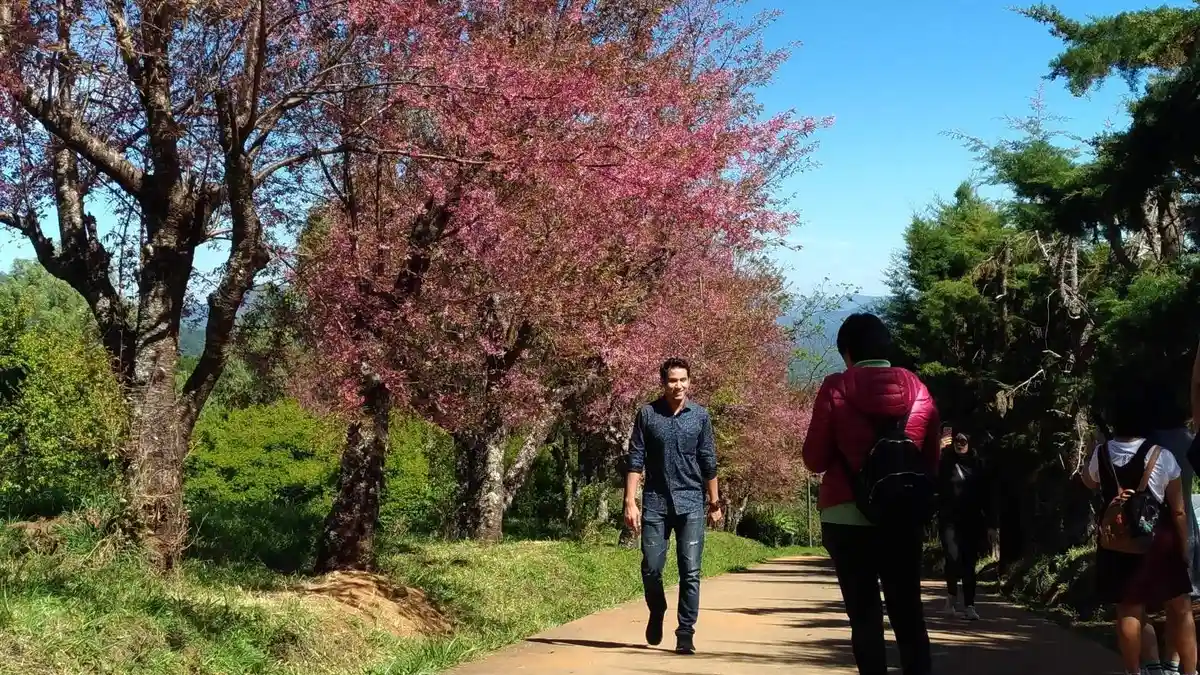 Tak Perlu Jauh-jauh ke Jepang Lihat Sakura. Ada di Thailand, di Sini Tempatnya!