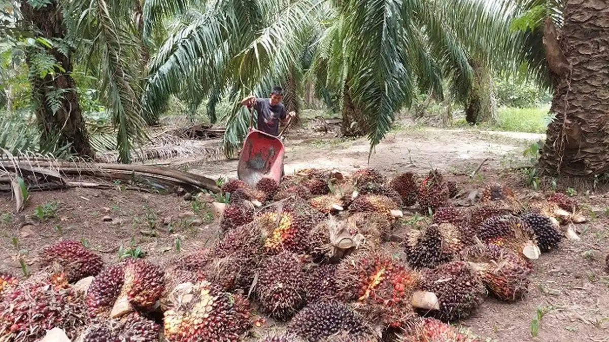 Ekspor CPO Dibuka Kembali, Harga Sawit di Aceh Selatan Mulai Bergerak Naik