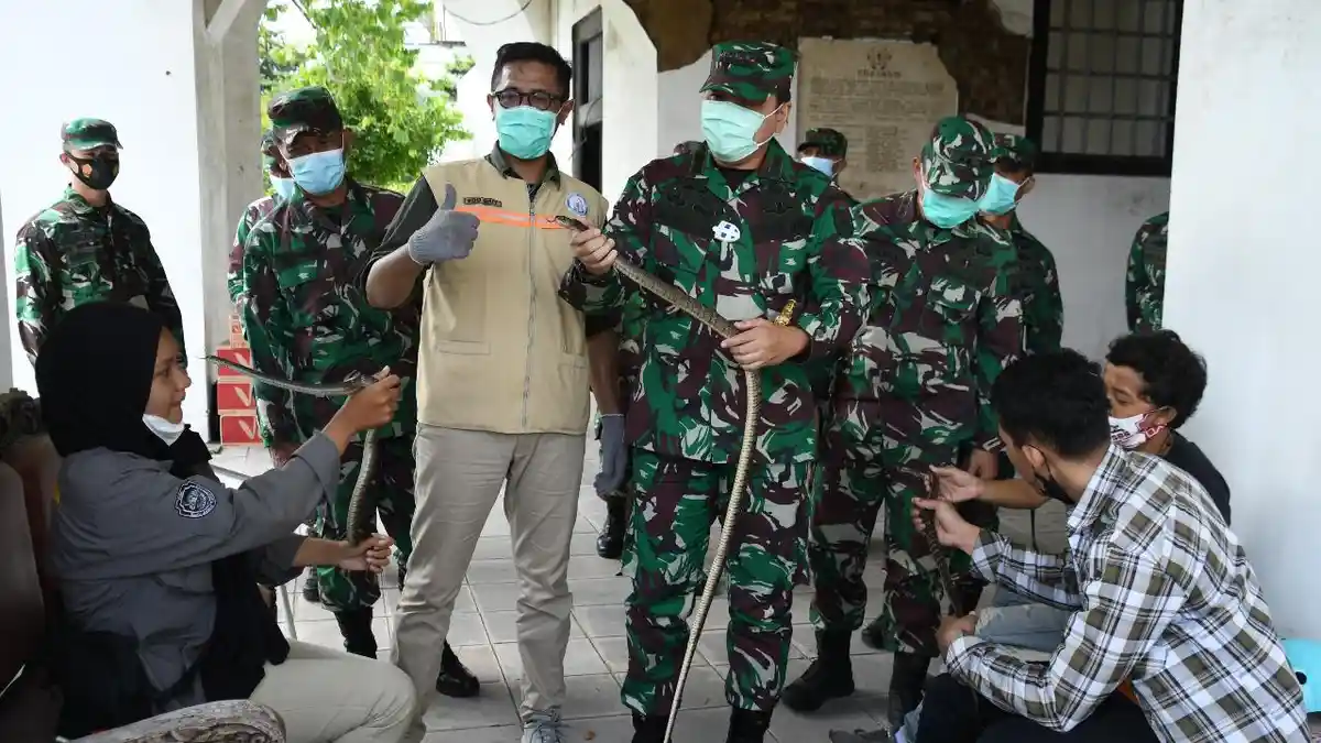 Benteng Vastenberg Solo Jadi Lokasi Rumah Sakit Lapangan, Ditemukan Belasan Ular saat Bersih-bersih