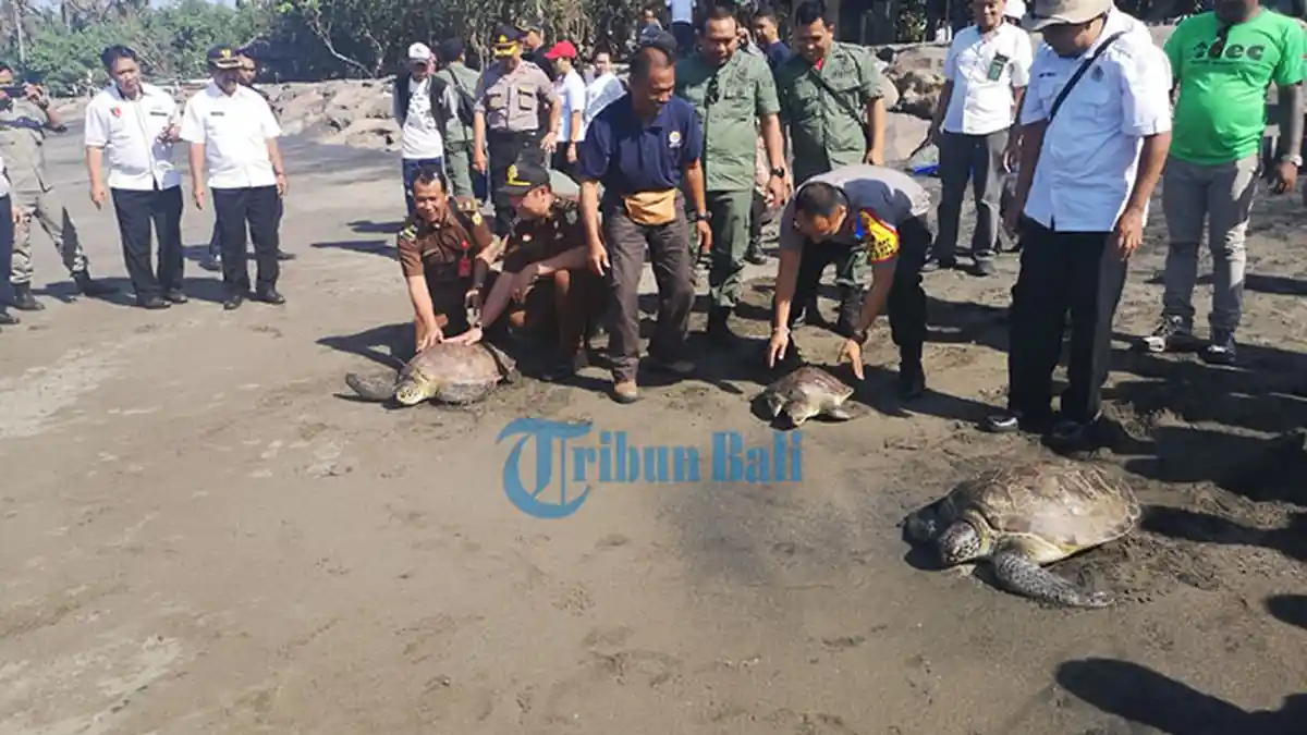 13 Penyu Hijau Dilepas Liarkan di Pantai Perancak