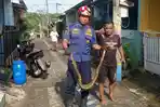 20260521_Dinas-Pemadam-Kebakaran-Kota-Semarang-evakuasi-ular-piton_1.jpg