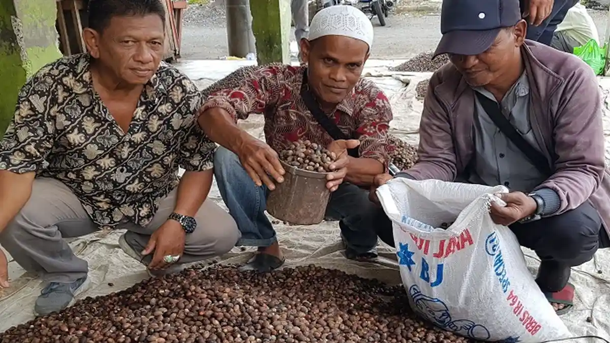 Harga Melinjo di Pidie Anjlok, Ini Penyebabnya
