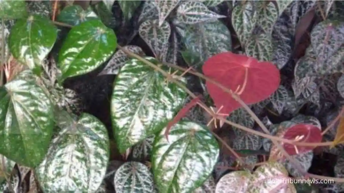 Daun Sirih Merah Dipercaya Atasi Jerawat dan Masalah Kulit Lainnya, Begini Cara Mengolahnya