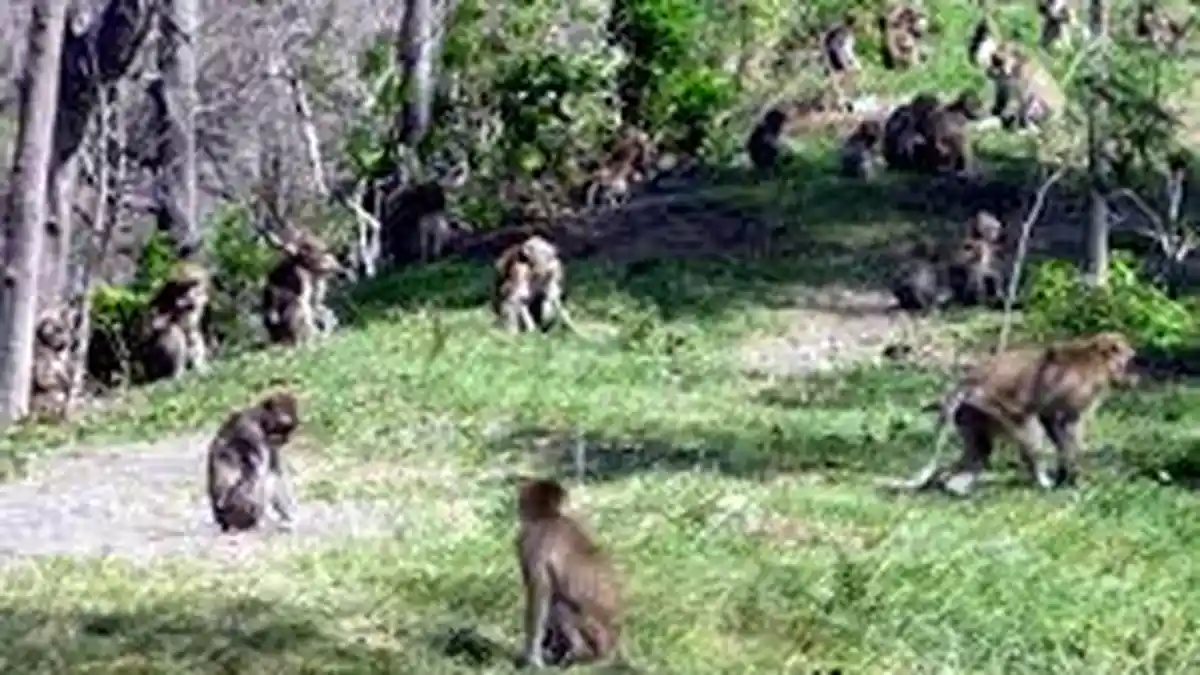 Kera, Kijang dan Burung Mulai Turun dari Gunung Kelud