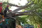 POHON Tumbang Timpa Truk Trailer di Giri Emas Buleleng, Arus Lalu Lintas Sempat Dialihkan!
