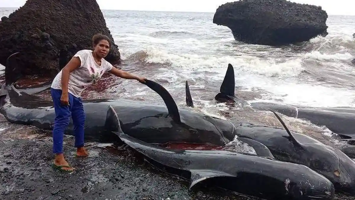 Puluhan Paus Mati Terdampar di Alor NTT, DKP Imbau Warga Tak Memakannya