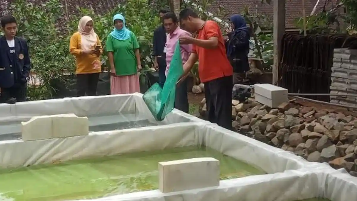 Pemdes Berupaya Jadikan Desa Jatisuko Karanganyar Sebagai Sentra Budidaya Lele