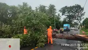 Pohon-Mahoni-Setinggi-13-Meter-Tumbang-Jalan-Raya-Denpasar-Gilimanuk-Bali.jpg