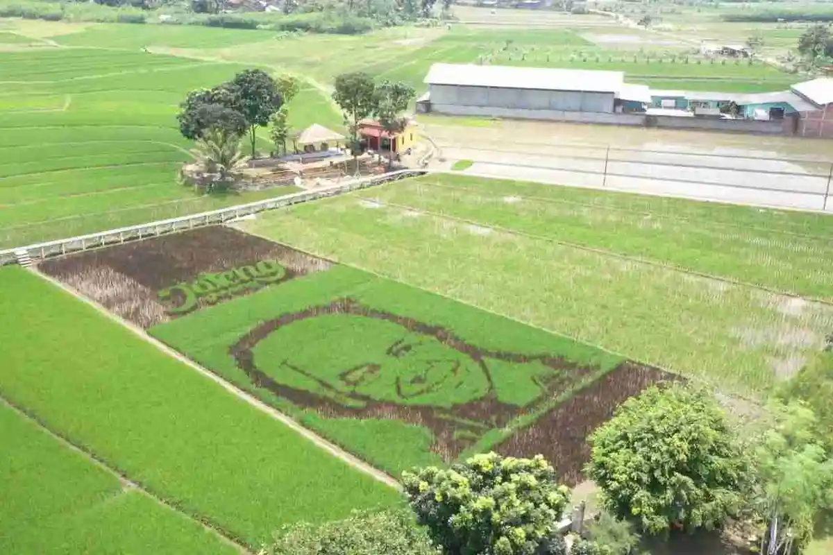 Unik! Gambar Raksasa Ganjar Tersenyum di Persawahan Bergas Semarang, Jadi Daya Tarik Wisata