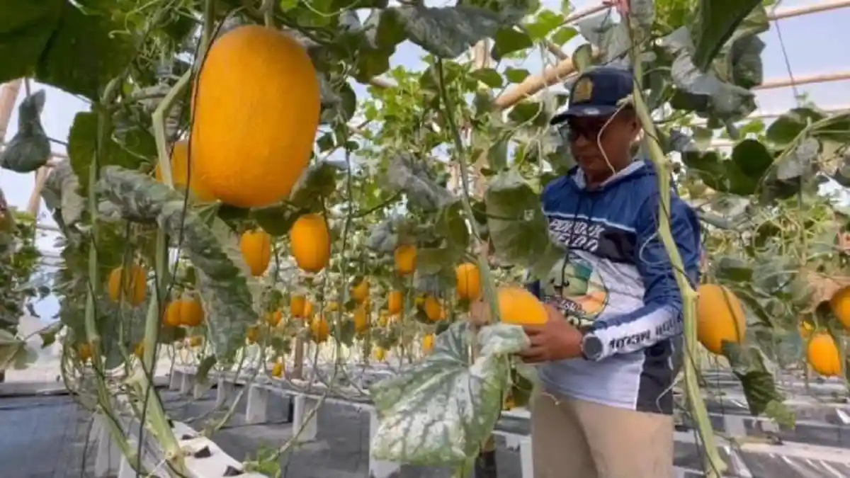 Kebun Melon Hidroponik Desa Gondangmanis Jombang, Dari Lahan Tak Produktif Jadi Cuan