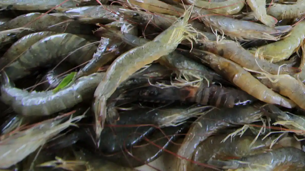 Berharap Muncul Udang Vaname Inhil, Ini yang Dilakukan Pemkab Indragiri Hilir