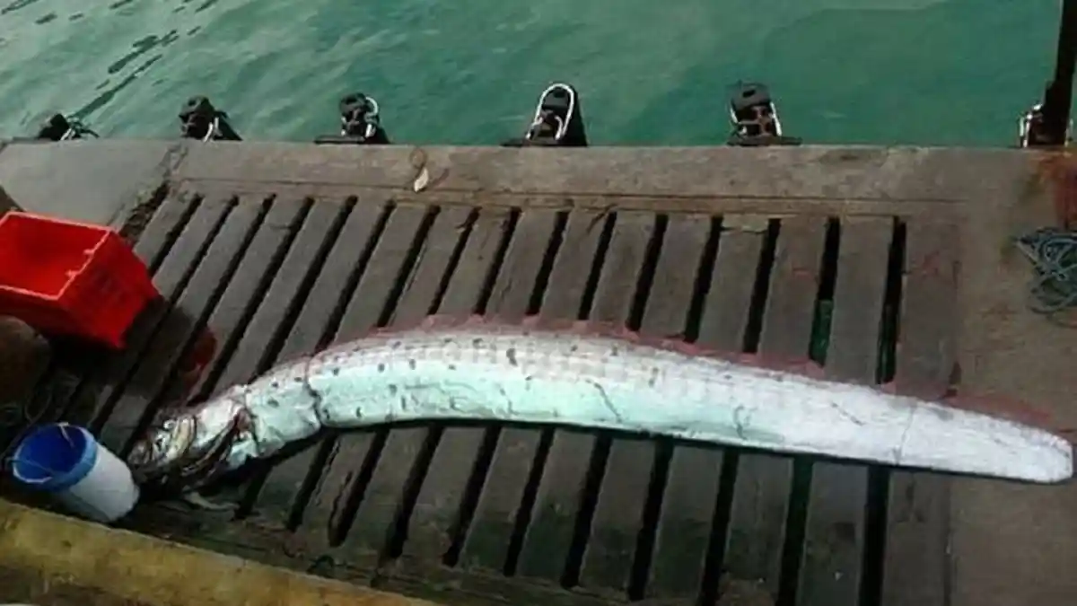 Oarfish, Ikan yang Dianggap Pertanda Datangnya Gempa Kini Muncul di Peru, Kota Mancora Siaga