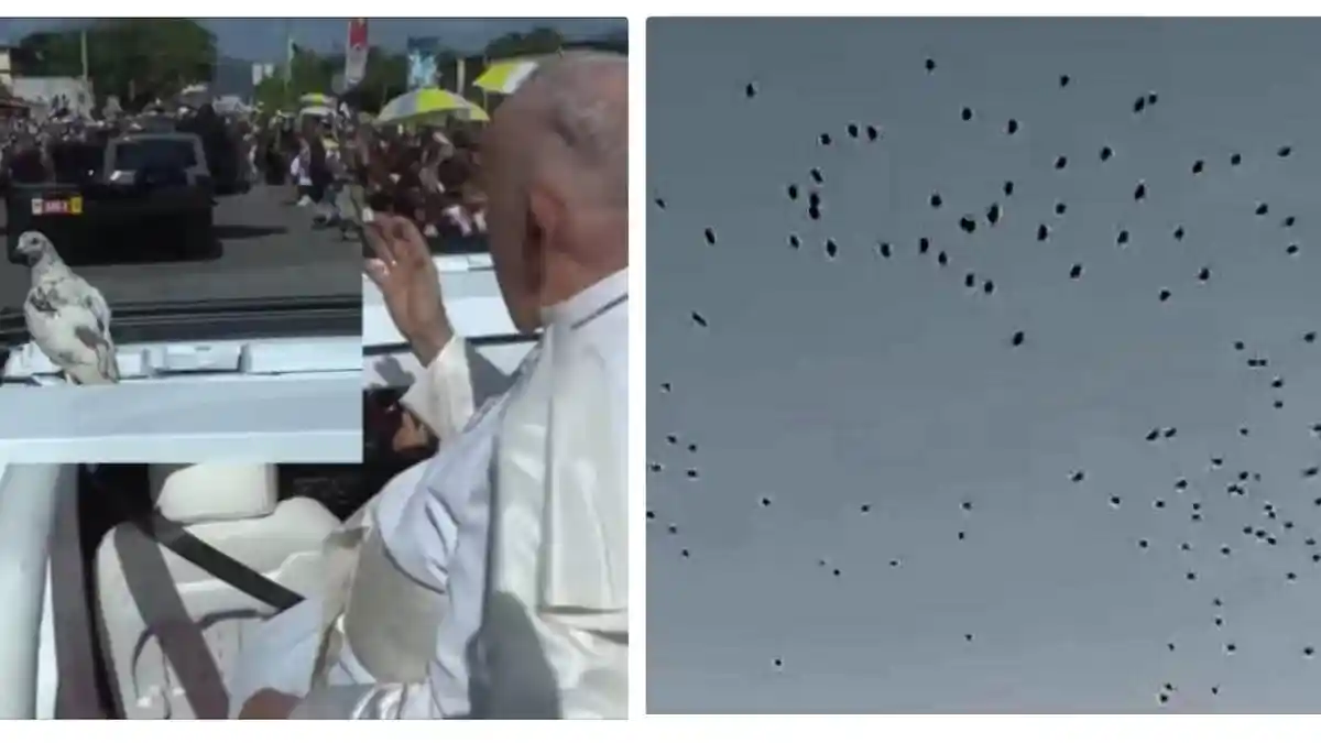 KETIKA Burung-burung Turut Bersukacita Menyambut Paus Fransiskus di Timor Leste dan Indonesia