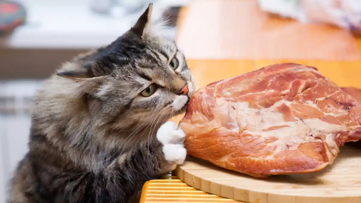 Jangan Berikan 10 Makanan Terlarang Ini Pada Kucing, Walaupun Mereka Mengeong-ngeong Minta