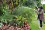 Saat Tri Rismaharini Merawat Tanaman di Rumah Dinas