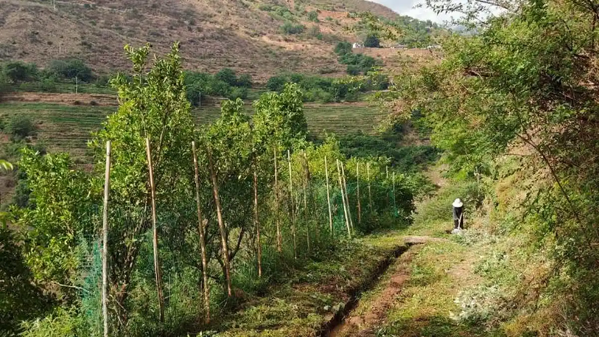 Cara Petani Perempuan di Pegunungan Hadapi Perubahan Iklim