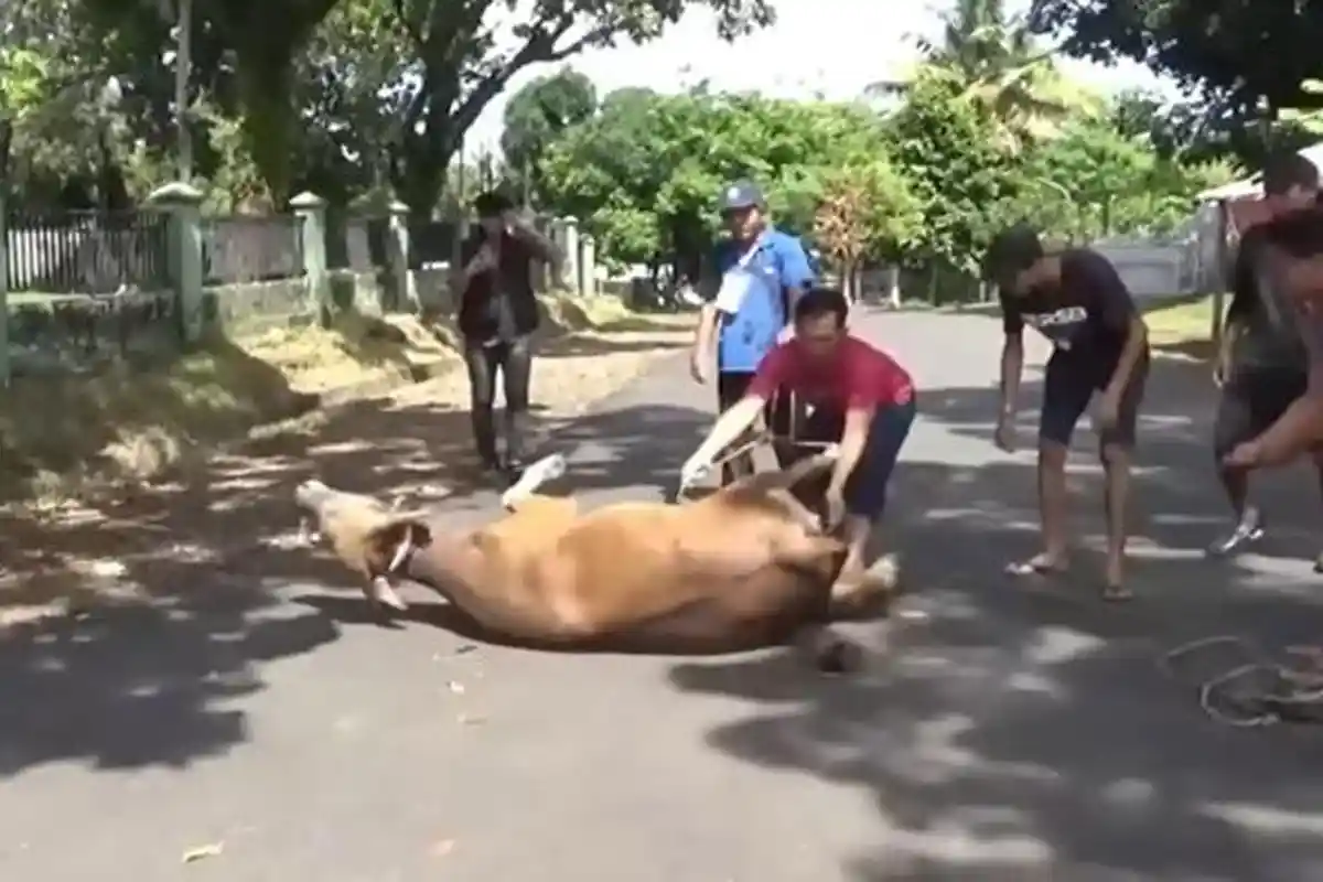 Deretan Momen Hewan Kurban Kabur saat Iduladha, dari Domba Meloncat ke Atap hingga Sapi Mengamuk