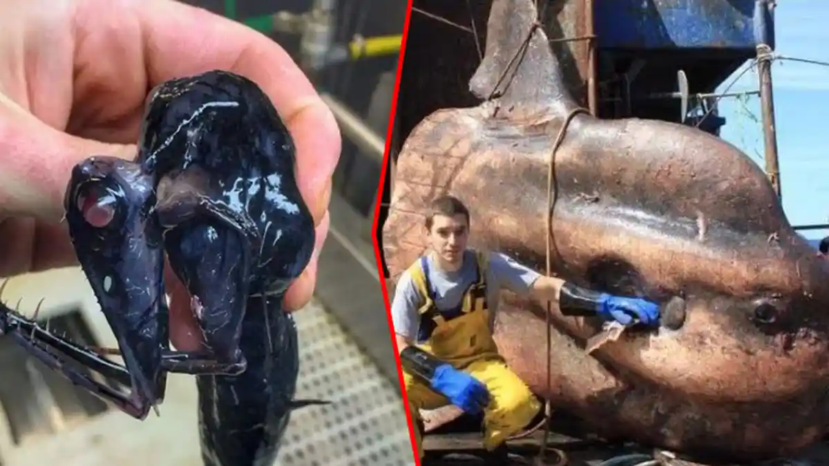 Melaut Tiap Hari, Nelayan Terkejut Saat Temukan Ikan Berwajah Aneh di Jaringnya