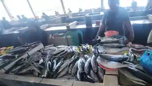 Harga-Ikan-di-Pasar-66-Tagulandang-Naik.jpg
