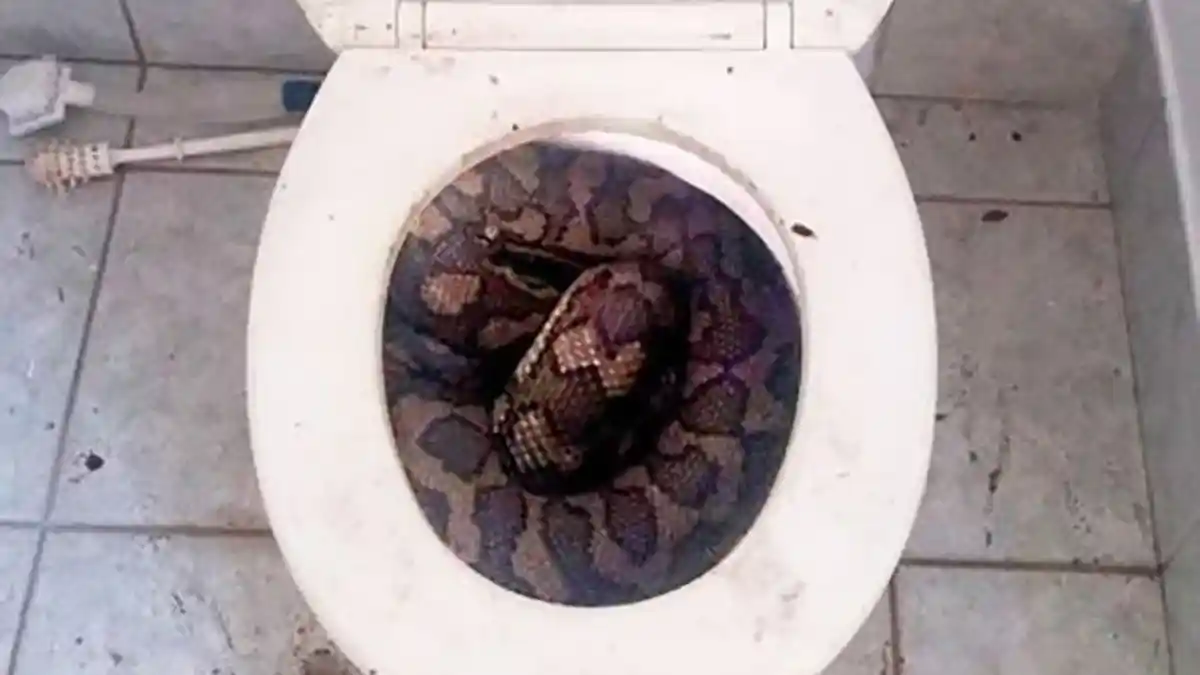 Waspada! Gara-gara Kemarau, Ular Piton 3 Meter Bermunculan di Toilet Warga