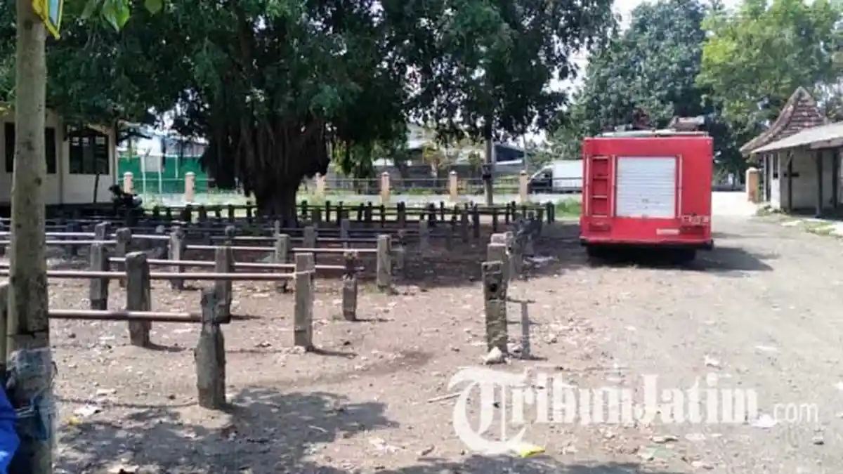 408 Ekor Sapi di Mojokerto Tertular Penyakit PMK, Bisa Sembuh? Berikut Gejala-gejalanya