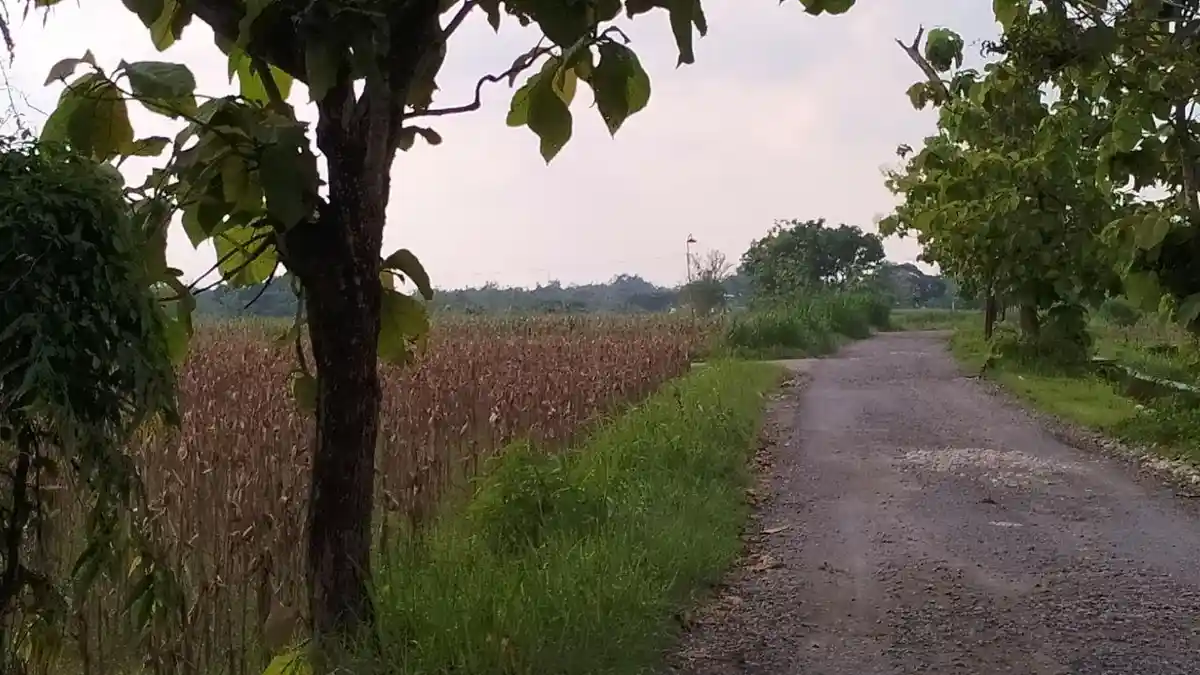 Proses Lelang Proyek Jalan Genjahan–Turirejo Blora Jadi Sorotan, Hingga Kini Belum Dikerjakan