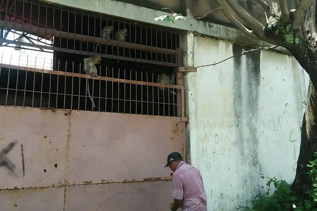 Resah Monyet-monyet Turun ke Permukiman, Warga Menduga Gara-gara Eksploitasi Bukit Kunyit