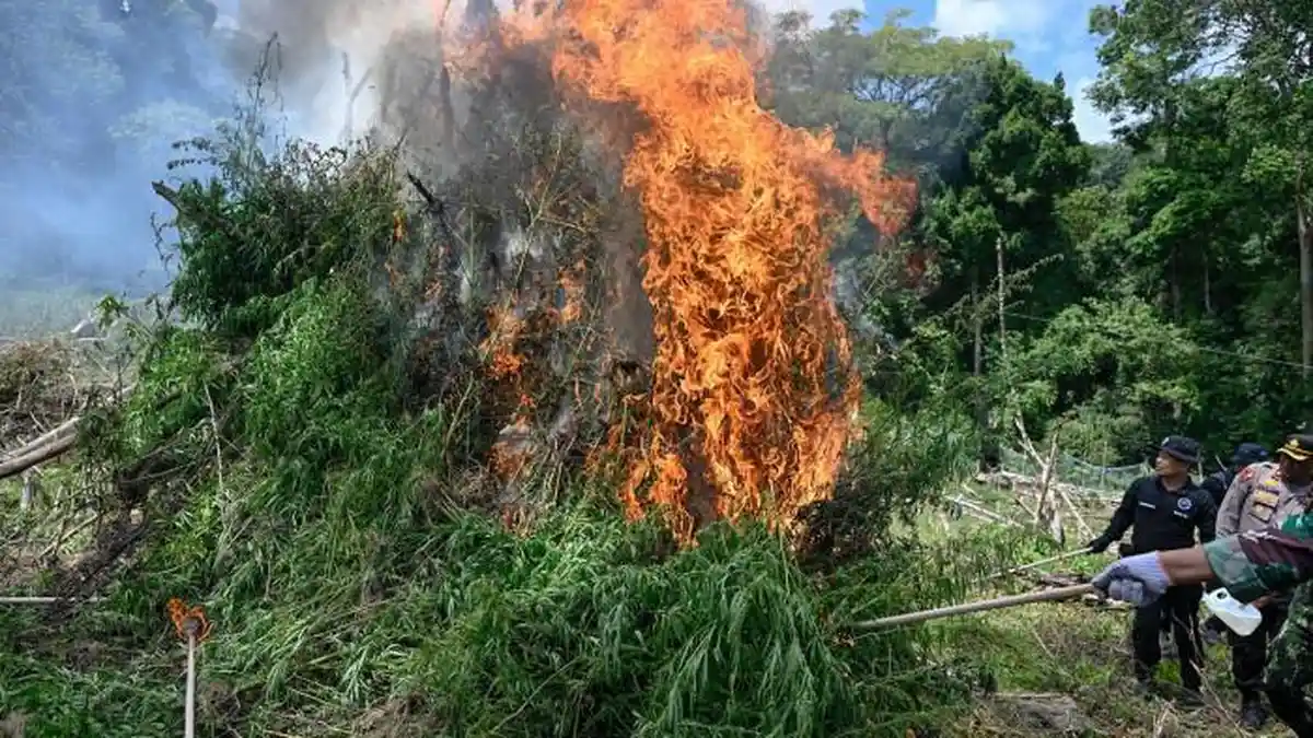 BNN Musnahkan 5.000 Batang Ganja di Aceh Besar, Total Berat Capai 2,3 Ton
