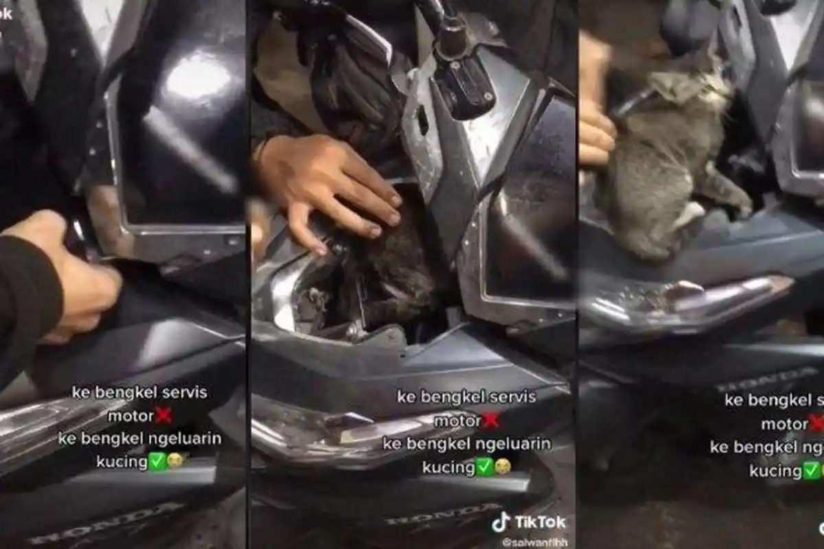 Viral Wanita Temukan Kucing dalam Badan Motor, Sampai Dibawa ke Bengkel untuk Keluarkan si Hewan
