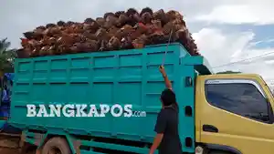 Angkut-TBS-ke-Truk.jpg