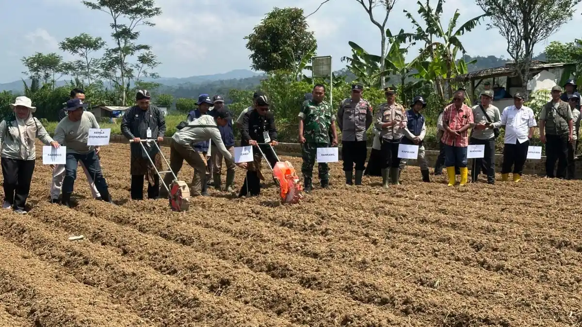Kolaborasi 6 Desa di Wonosobo Tanam Jagung Hibrida, Bulog Jamin Serap Hasil Panen Petani