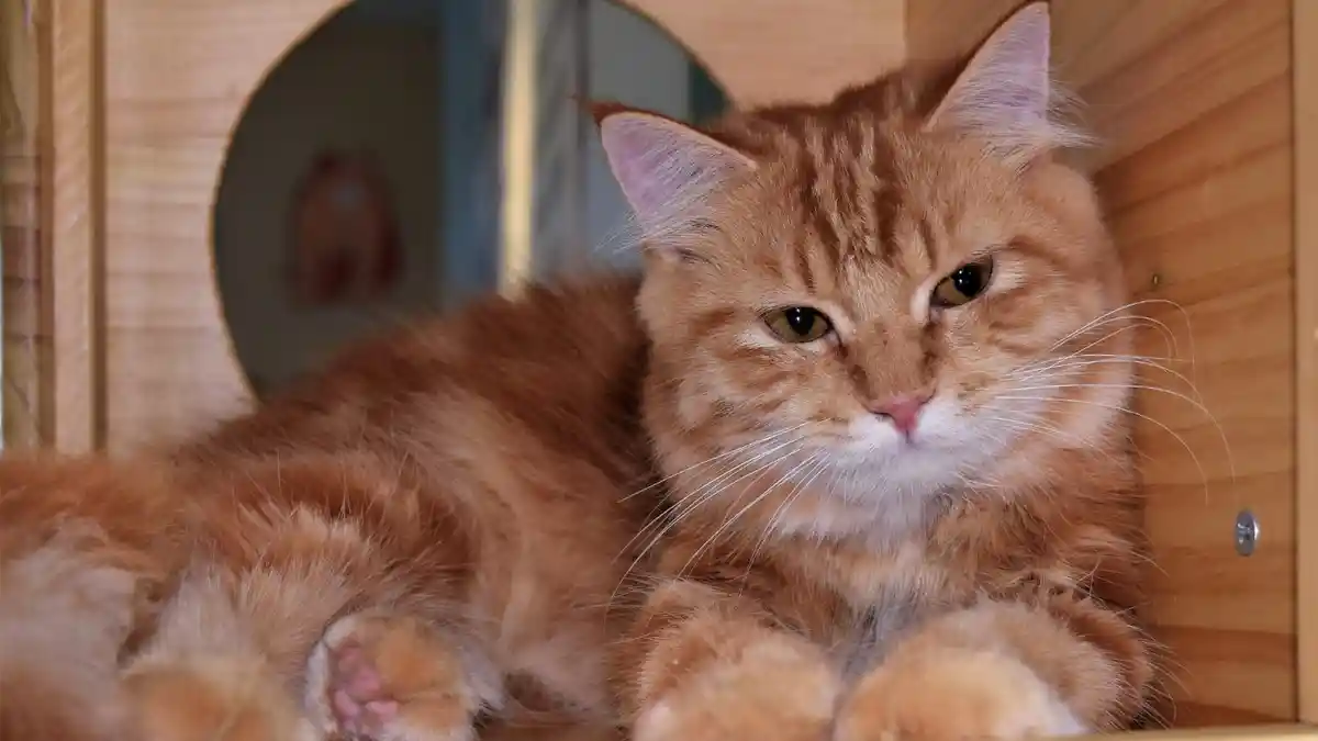 TIPS Merawat Kucing agar Tumbuh Sehat tak Berpenyakit, Lakukan 3 Cara Ini