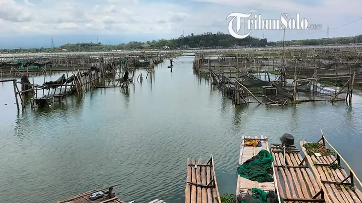 PPKM Level 3 Batal, Pemilik Perahu Wisata Rowo Jombor Sumringah : Libur Nataru Jadi Bonus Kami