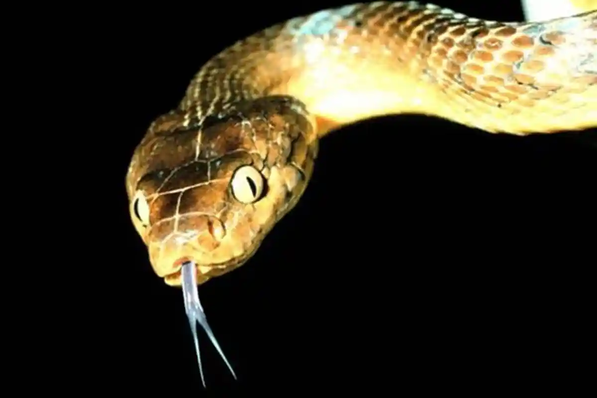 Wow! Kamu Takut Ular? Inilah  Tempat di Bumi yang Tidak Dihuni oleh Ular